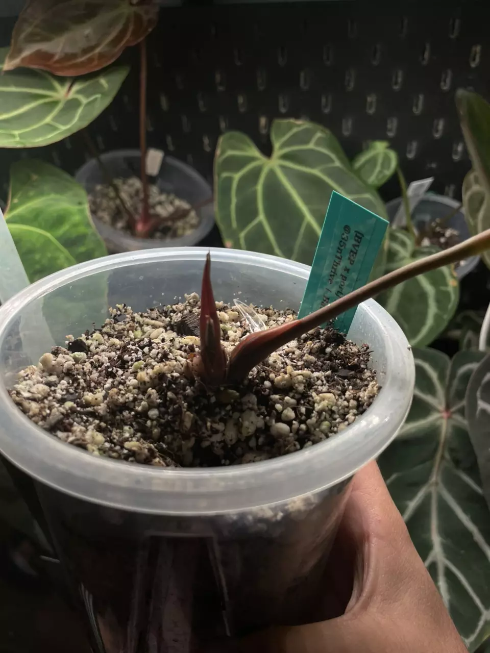 plant/Bvep x port-0