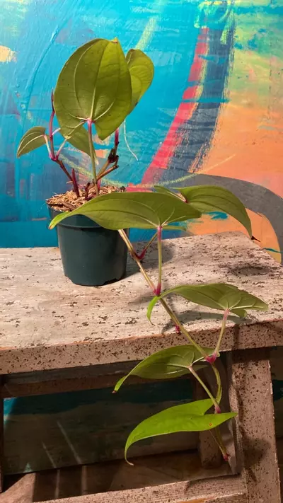 plant/Ube Plant 💜 Purple Yam-2-thumbnail