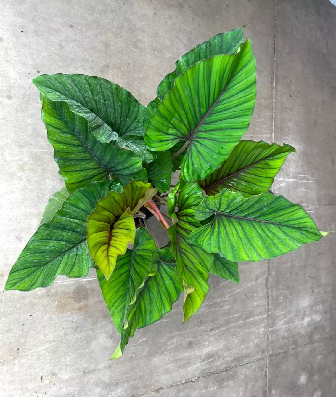 plant/Adelonema red velvet starter plant growers choice-0