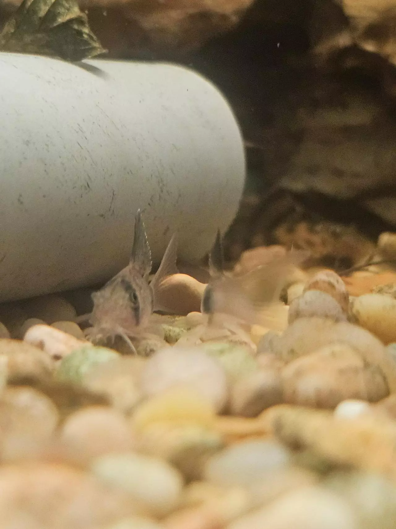 insulation/Long fin panda cory-2