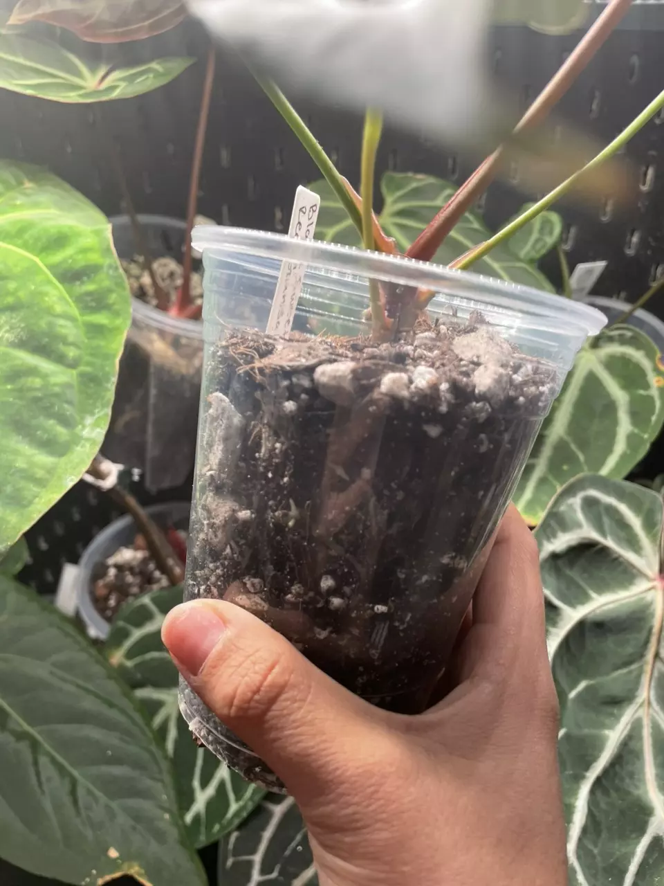 plant/Black sweet x red gunsal-2