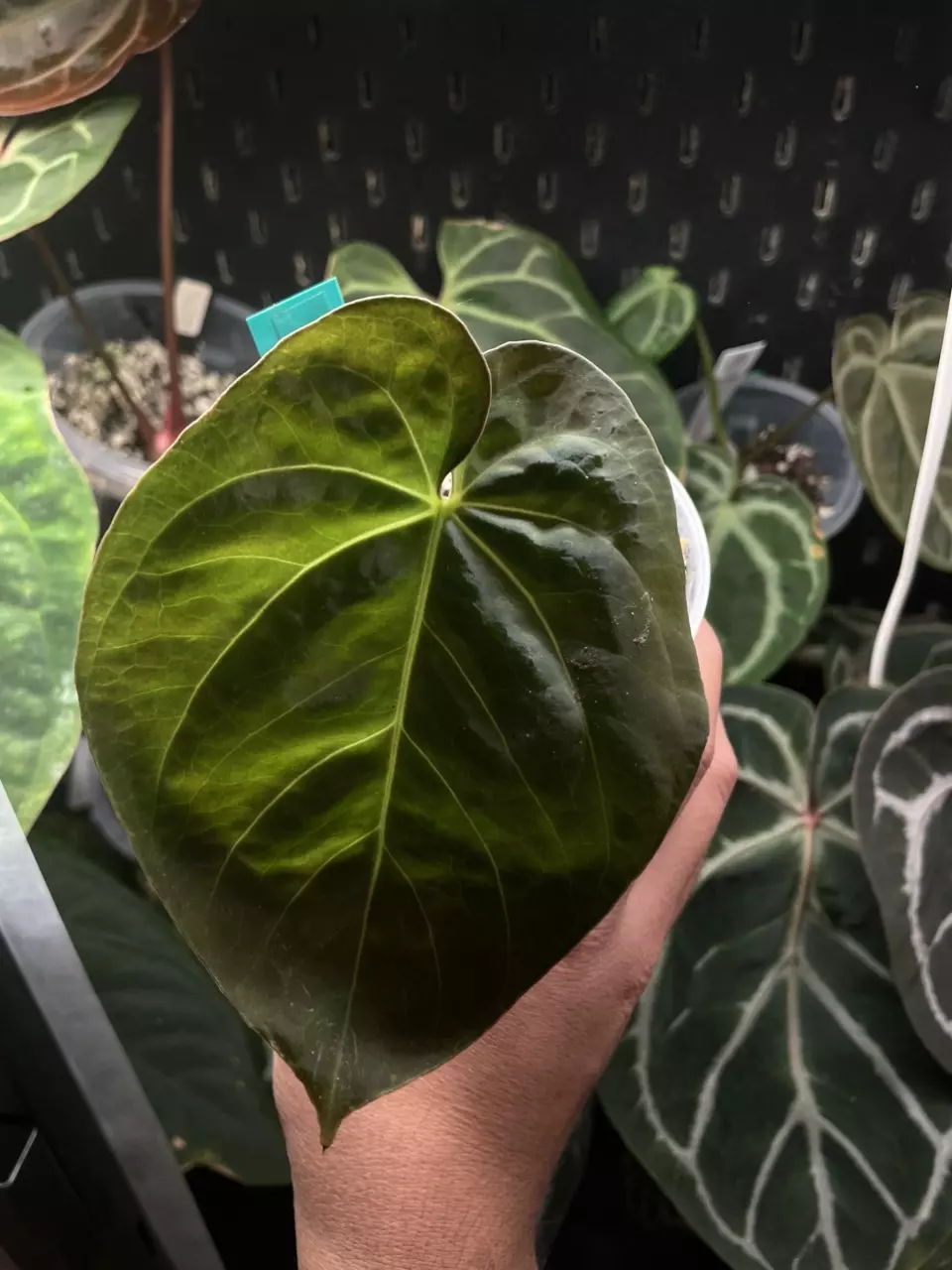 plant/BVEP X PORT-0