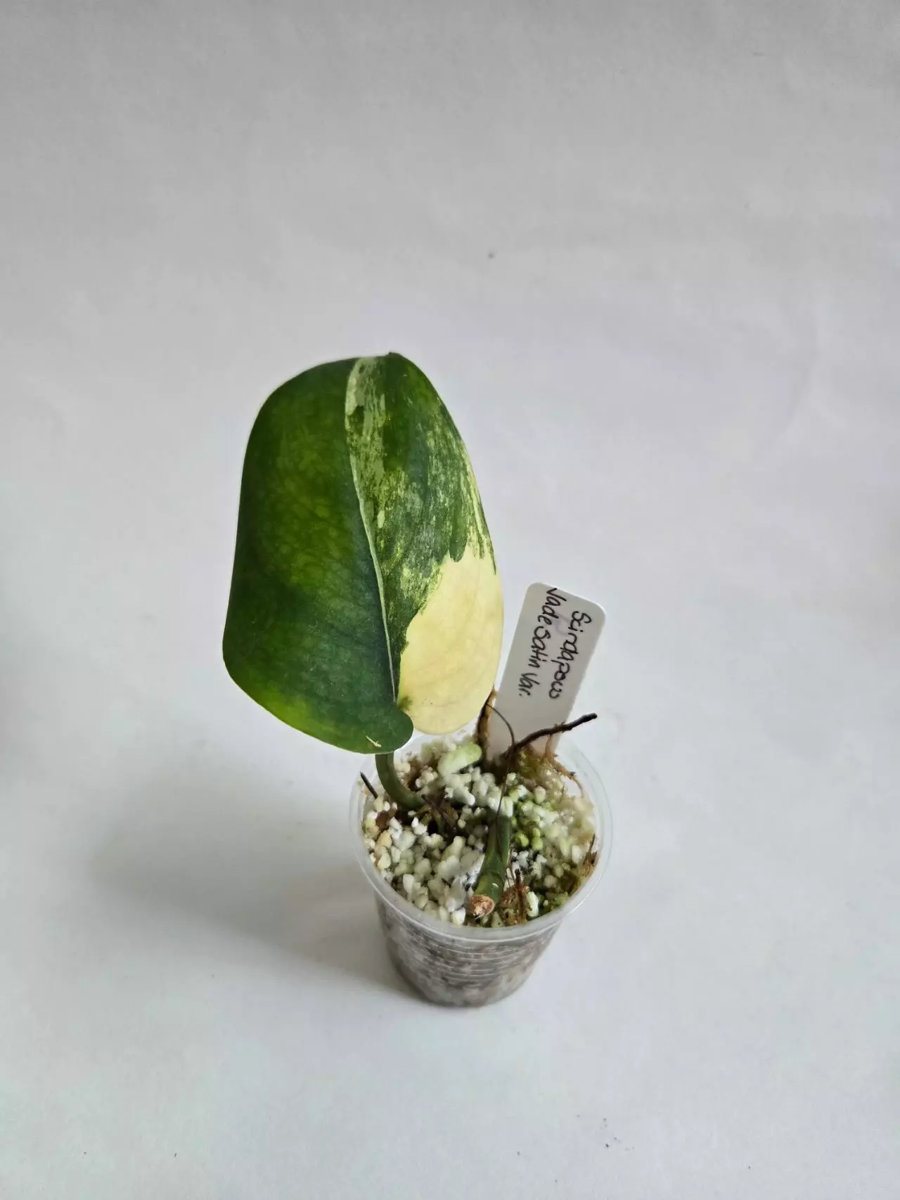 plant/Scindapsus Jade Satin Variegated-0