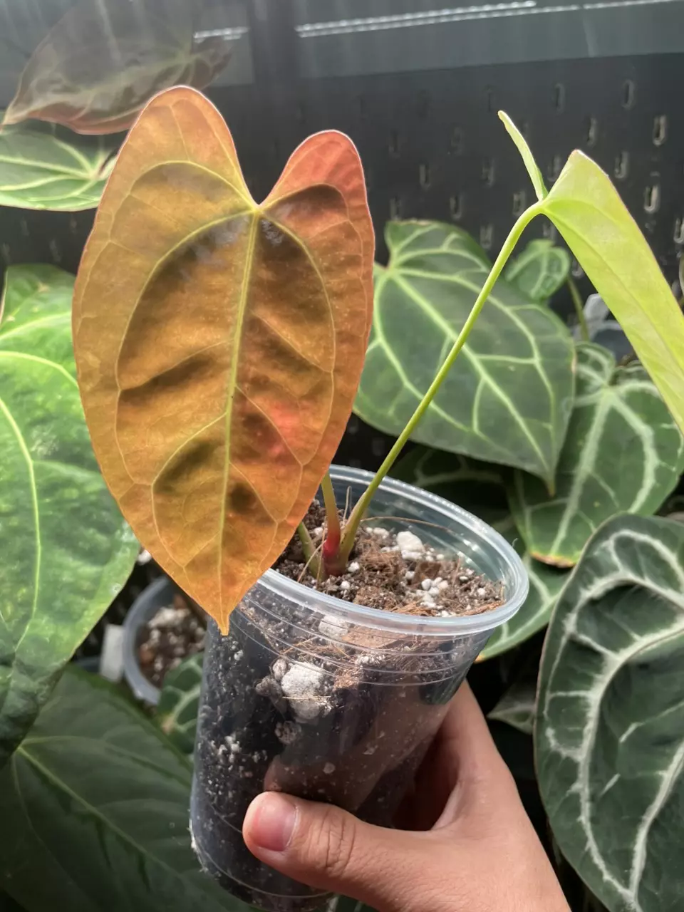 plant/ANTHURIUM NOID-0