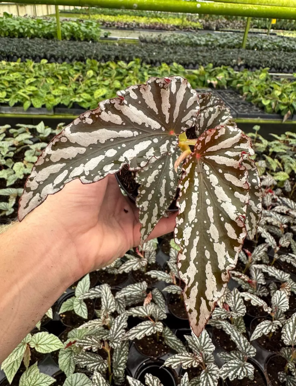 plant/Begonia maculata hybrid 4” pot growers choice-1