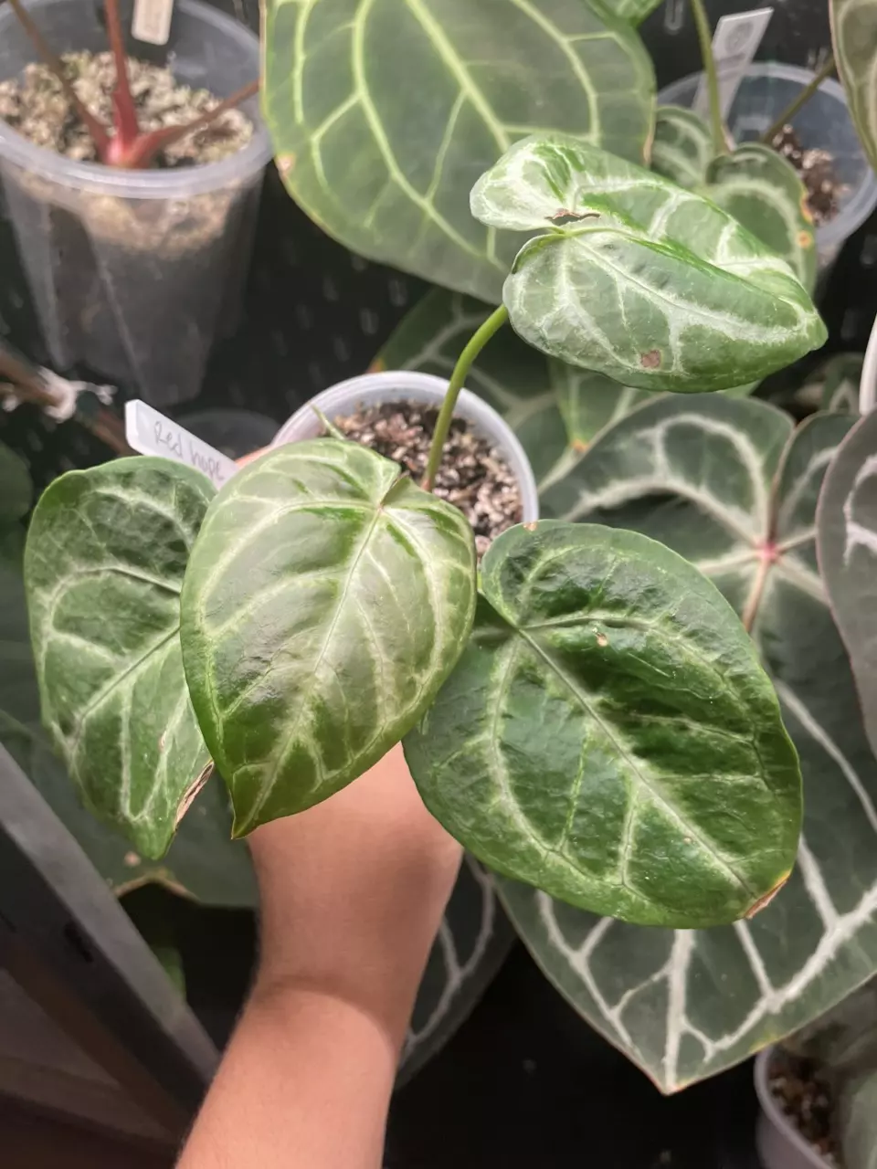 plant/Red hope-2