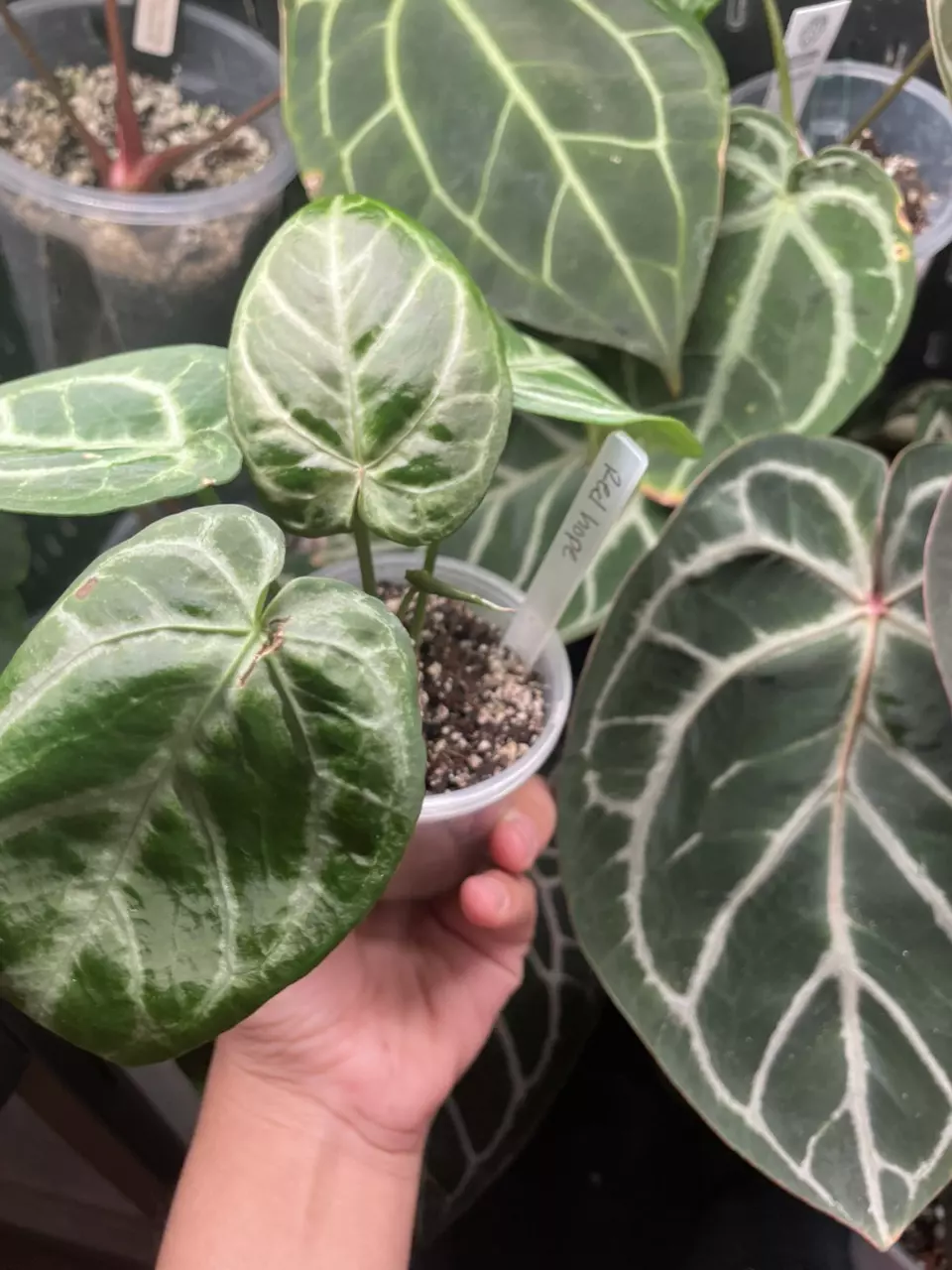 plant/Red hope-0