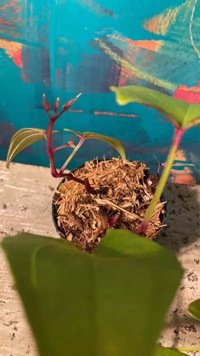 plant/Ube Plant 💜 Purple Yam-5-thumbnail