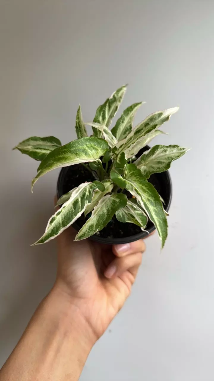 plant/Sungonium starlite 4" pot-1