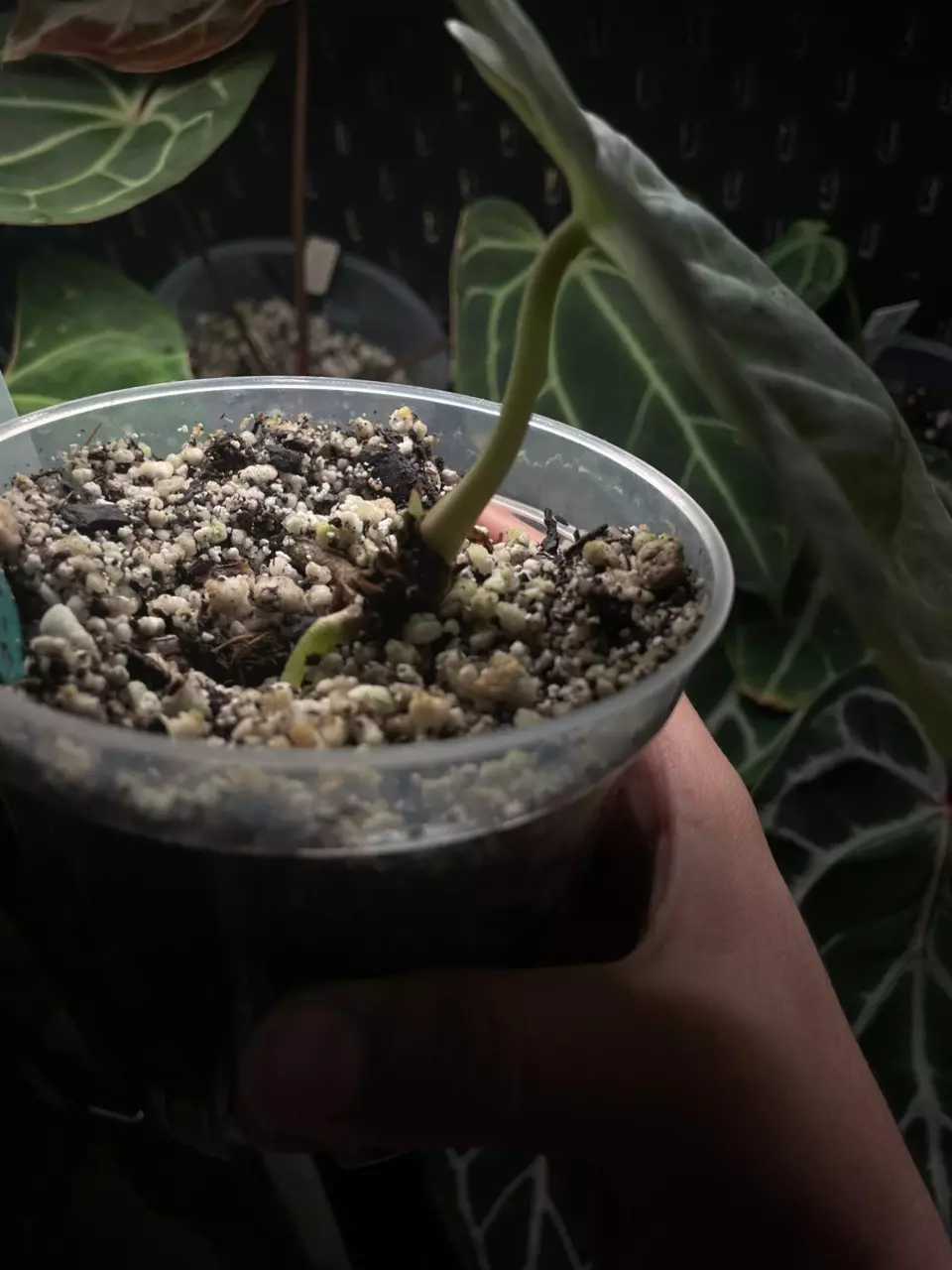 plant/BVEP X PORT-1