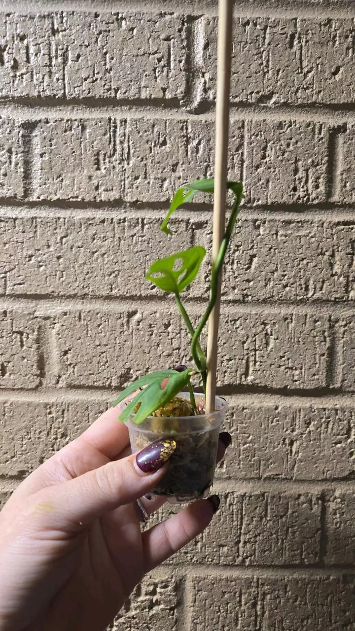 plant/Monstera esquelato start-1