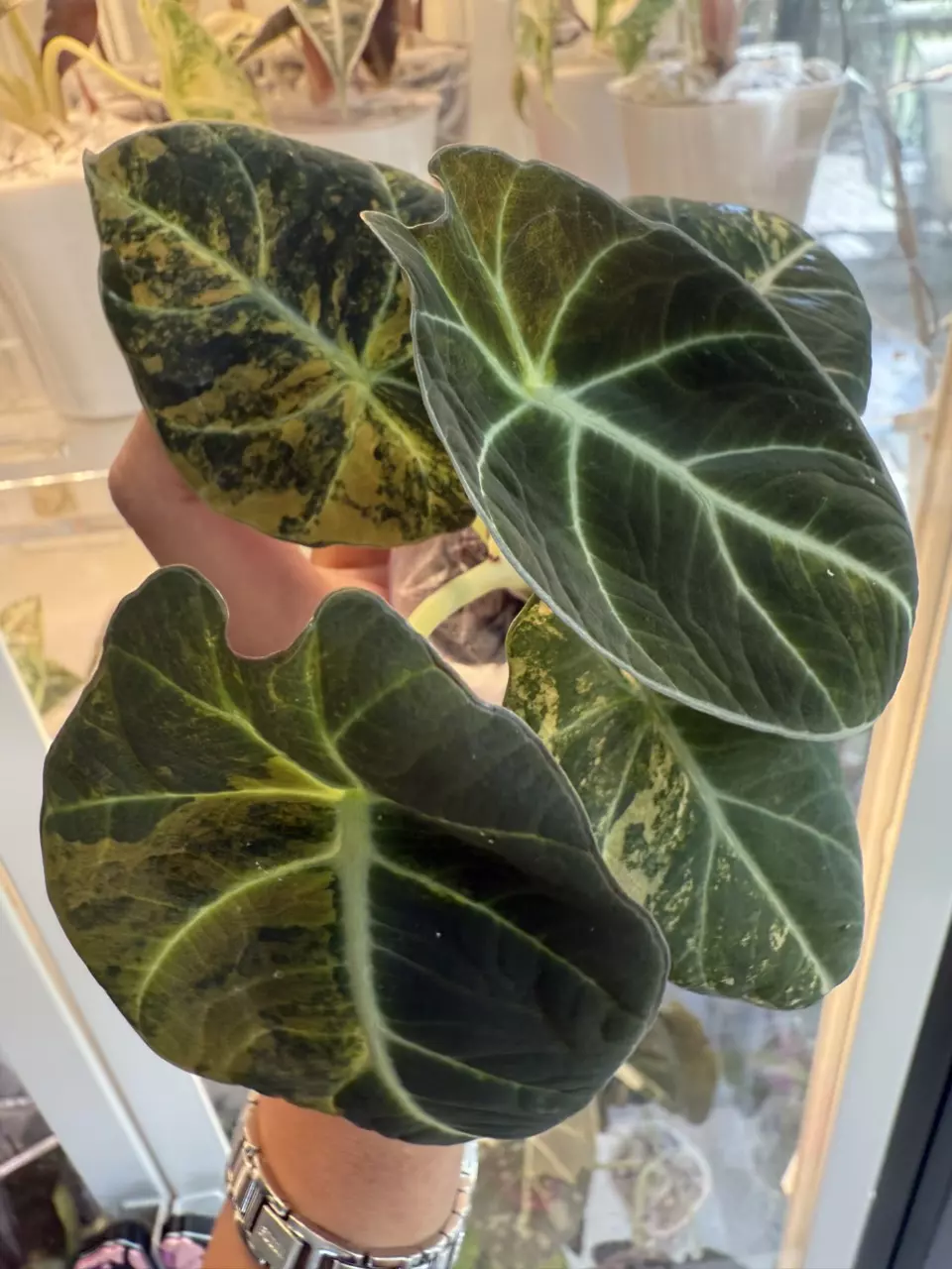 plant/Alocasia Black Velvet Gold-0