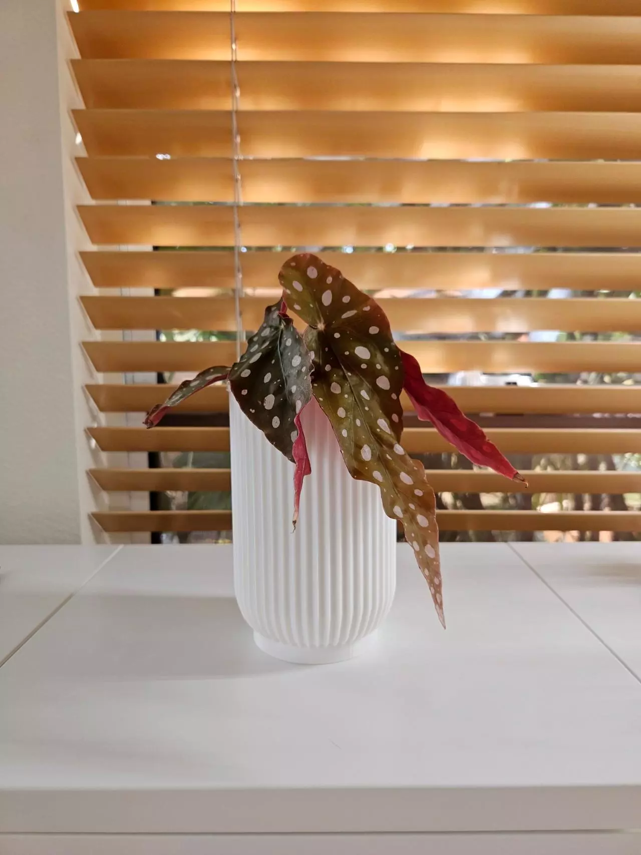 plant/White self watering pot 4"-2