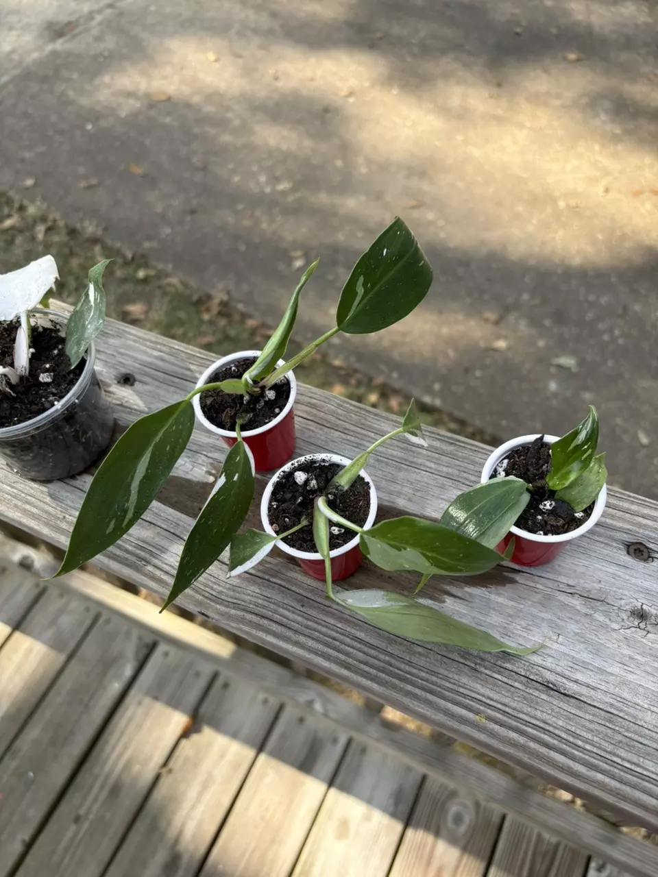 plant/White Princess-0
