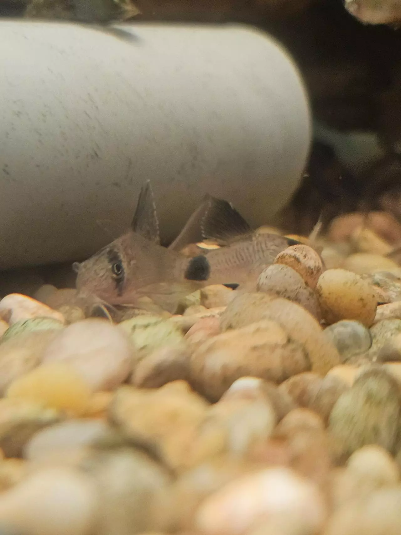 insulation/Long fin panda cory-1
