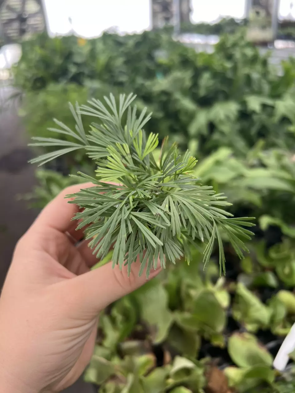 plant/Eyelash fern starter plant growers choice-1