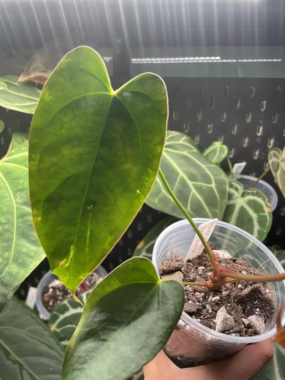 plant/Black sweet x red gunsal-1