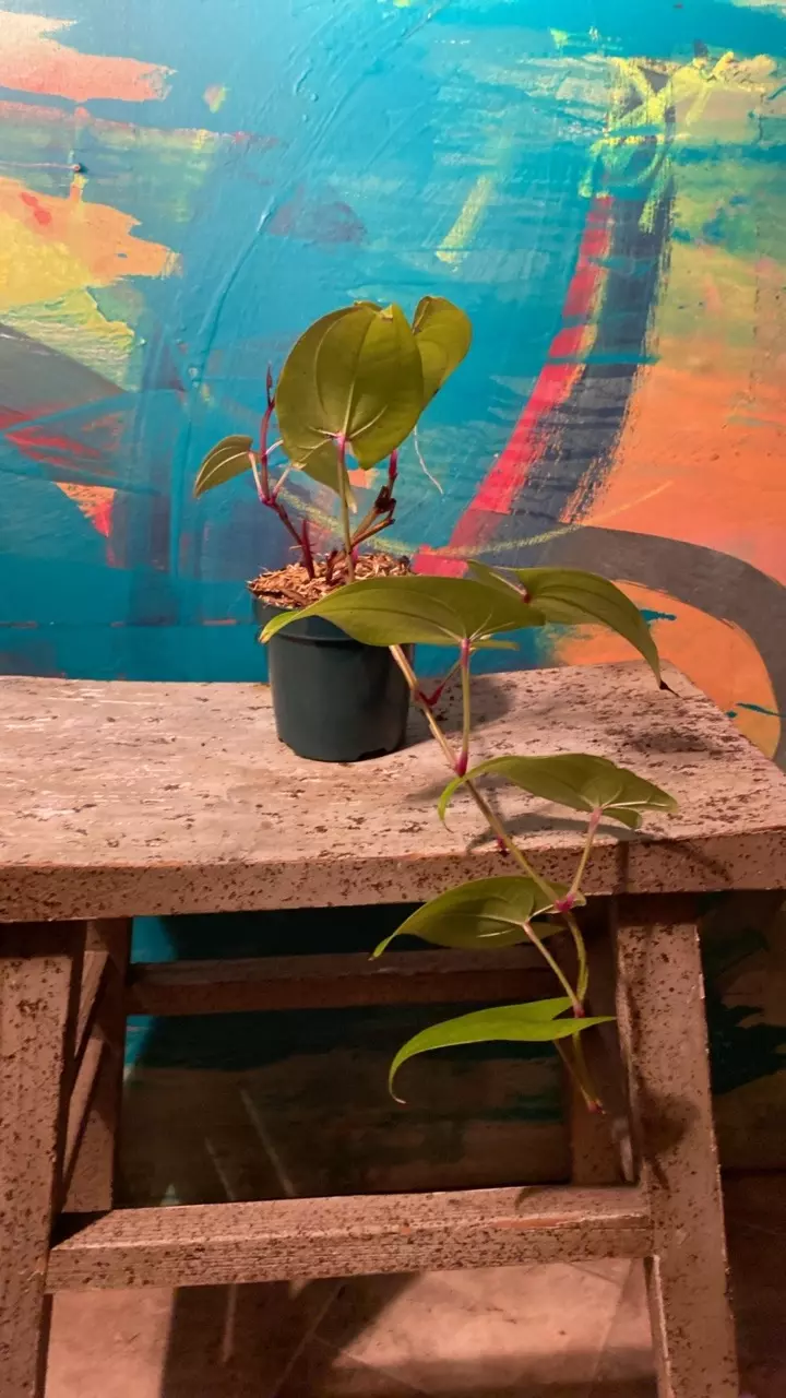 plant/Ube Plant 💜 Purple Yam-0