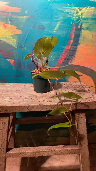 plant/Ube Plant 💜 Purple Yam-0-thumbnail