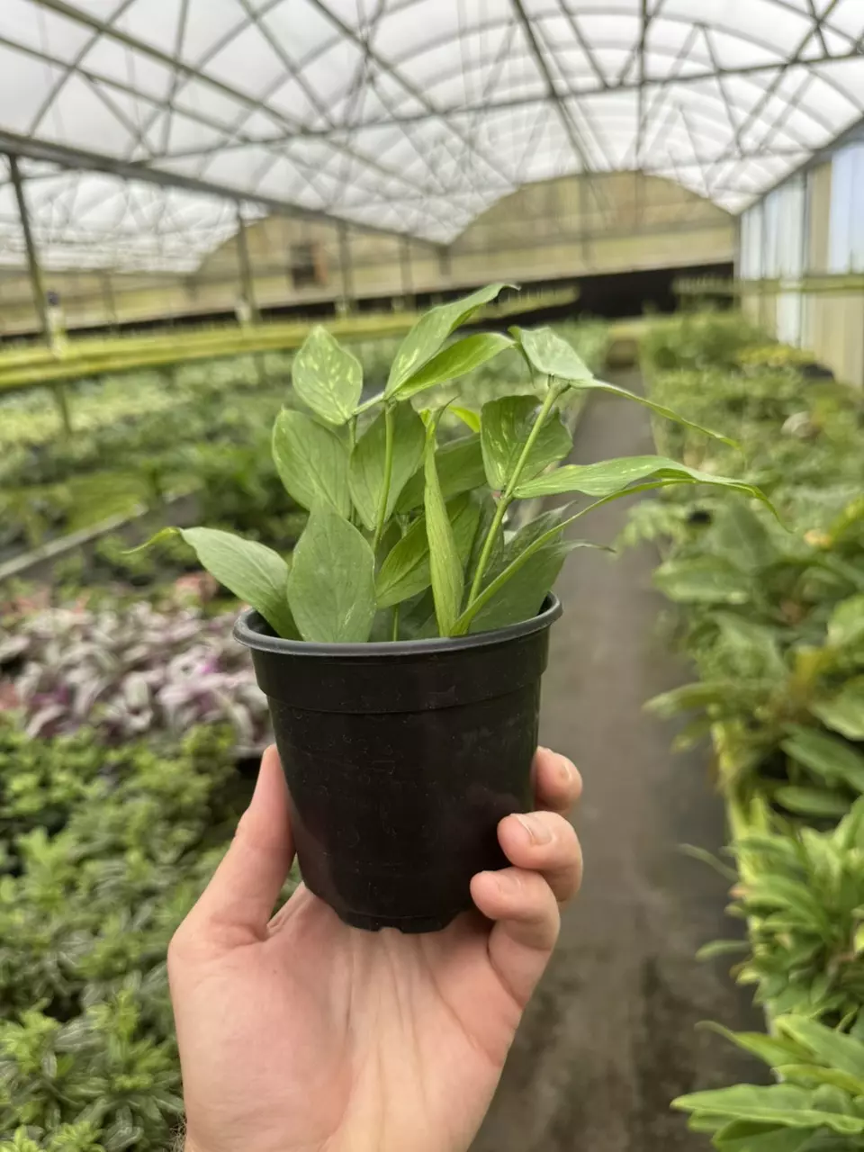 plant/Hoya polyneura 4” pot growers choice-6
