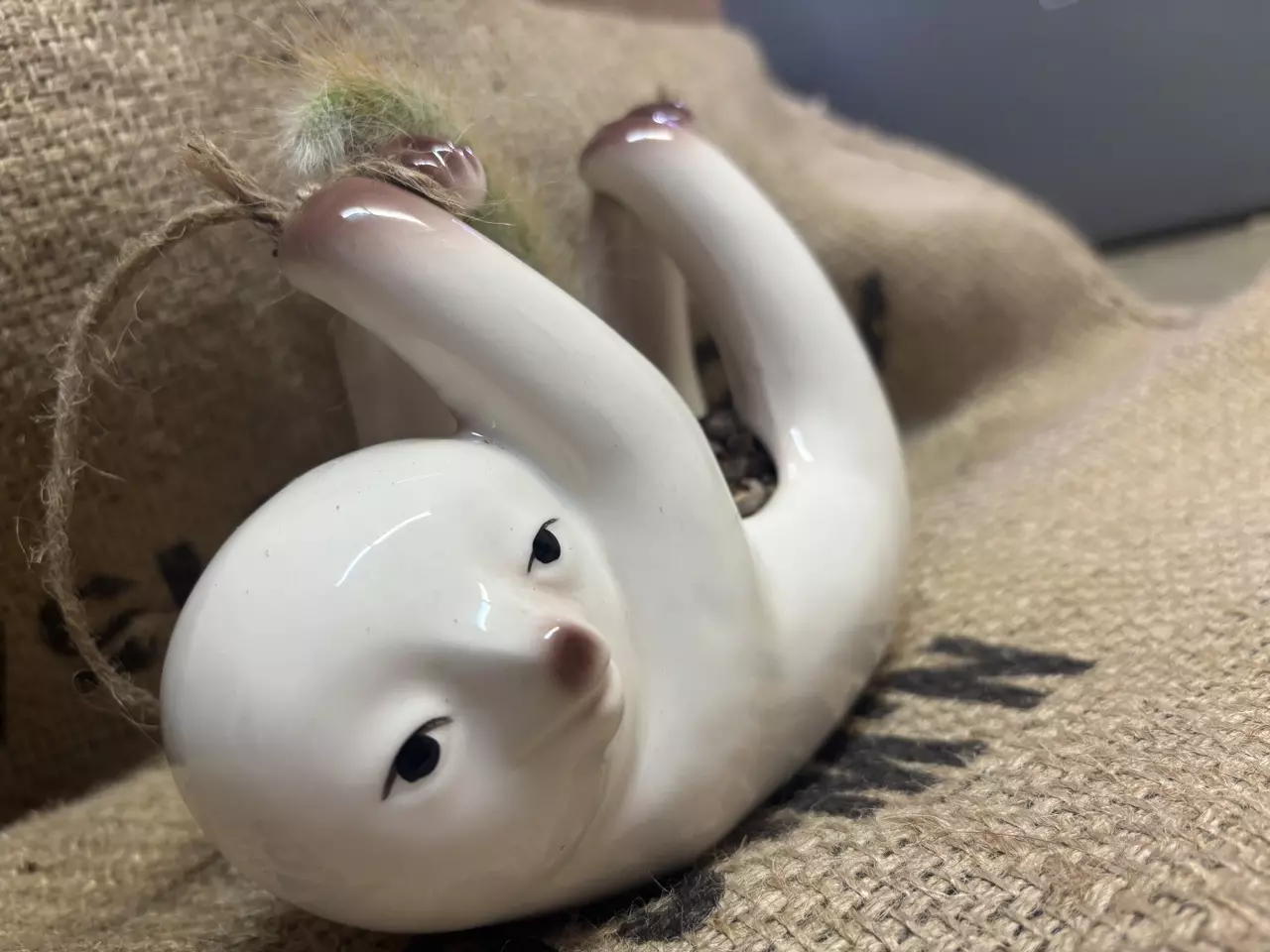 plant/Sloth Pot with Monkey Tail Cactus-1