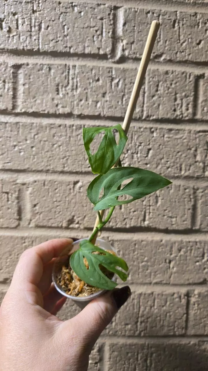 plant/Monstera esquelato start-0