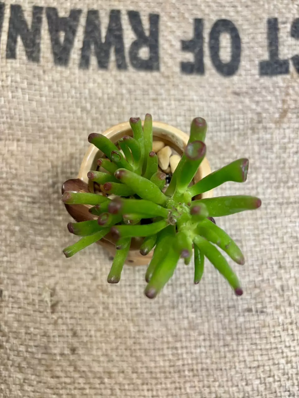 plant/Gollum Jade (Crassula Ovata) Succulent in Owl Pot-1