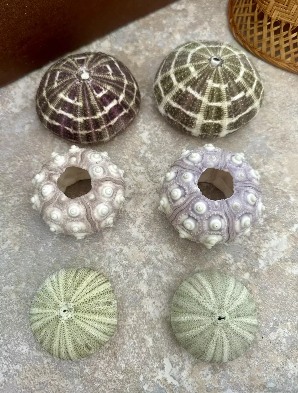 plant/Urchin Bundle-0