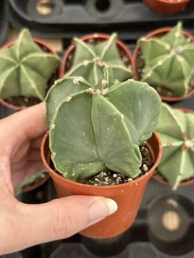 plant/Astrophytum myriostigma - nudem | 2.5” Pot-1-thumbnail