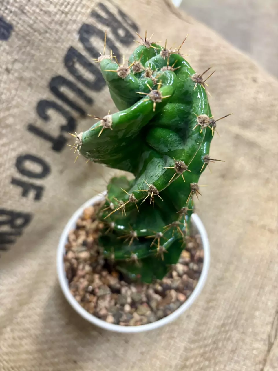 plant/Spiral Cactus, 7”-0