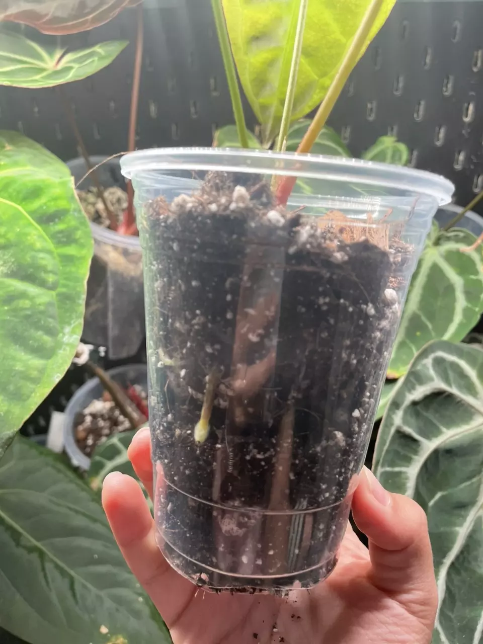 plant/ANTHURIUM NOID-3