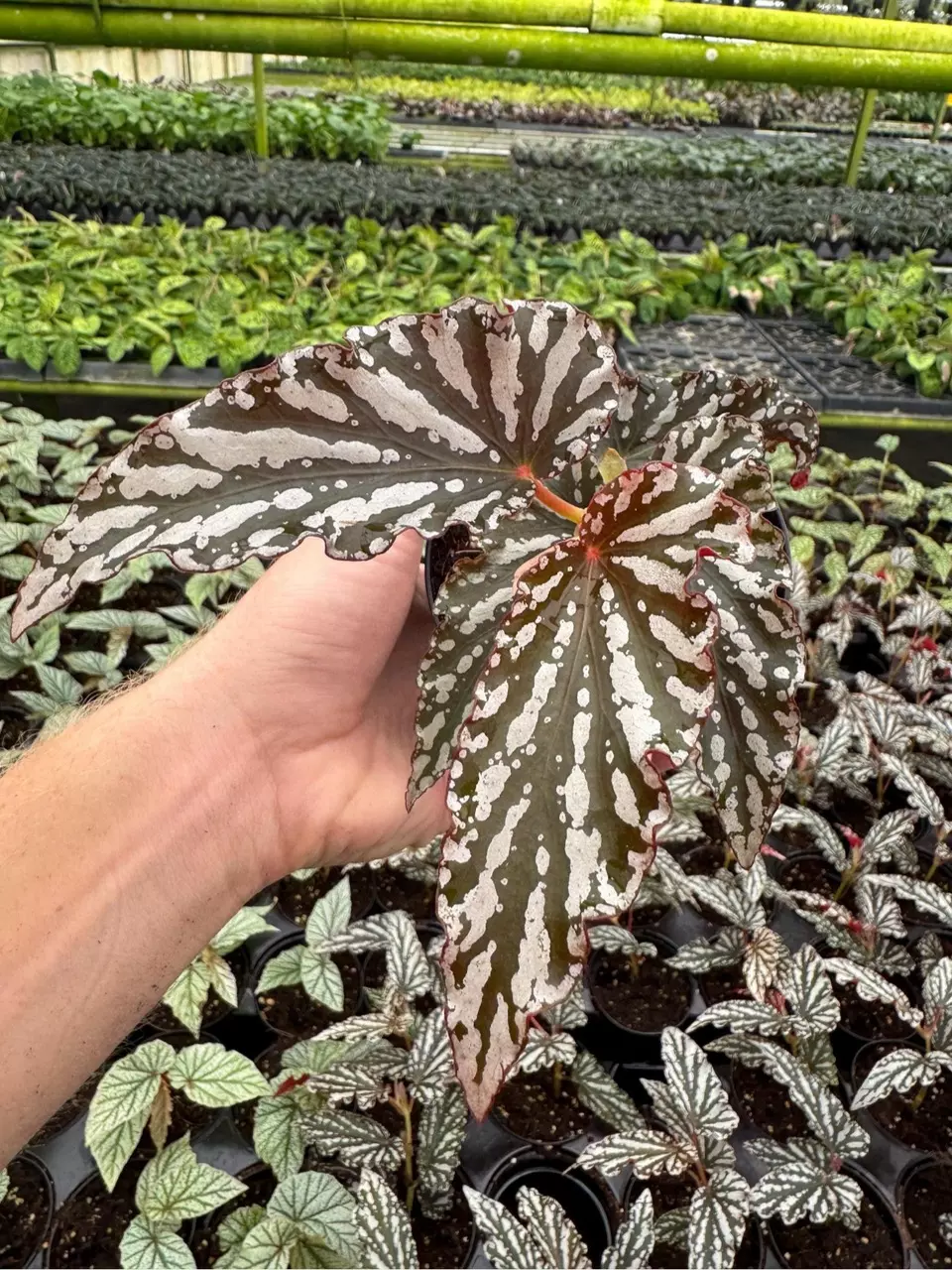 plant/Begonia maculata hybrid 4” pot growers choice-0