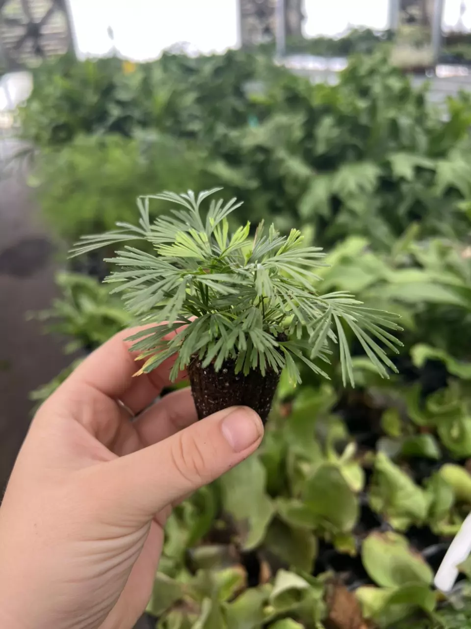 plant/Eyelash fern starter plant growers choice-6