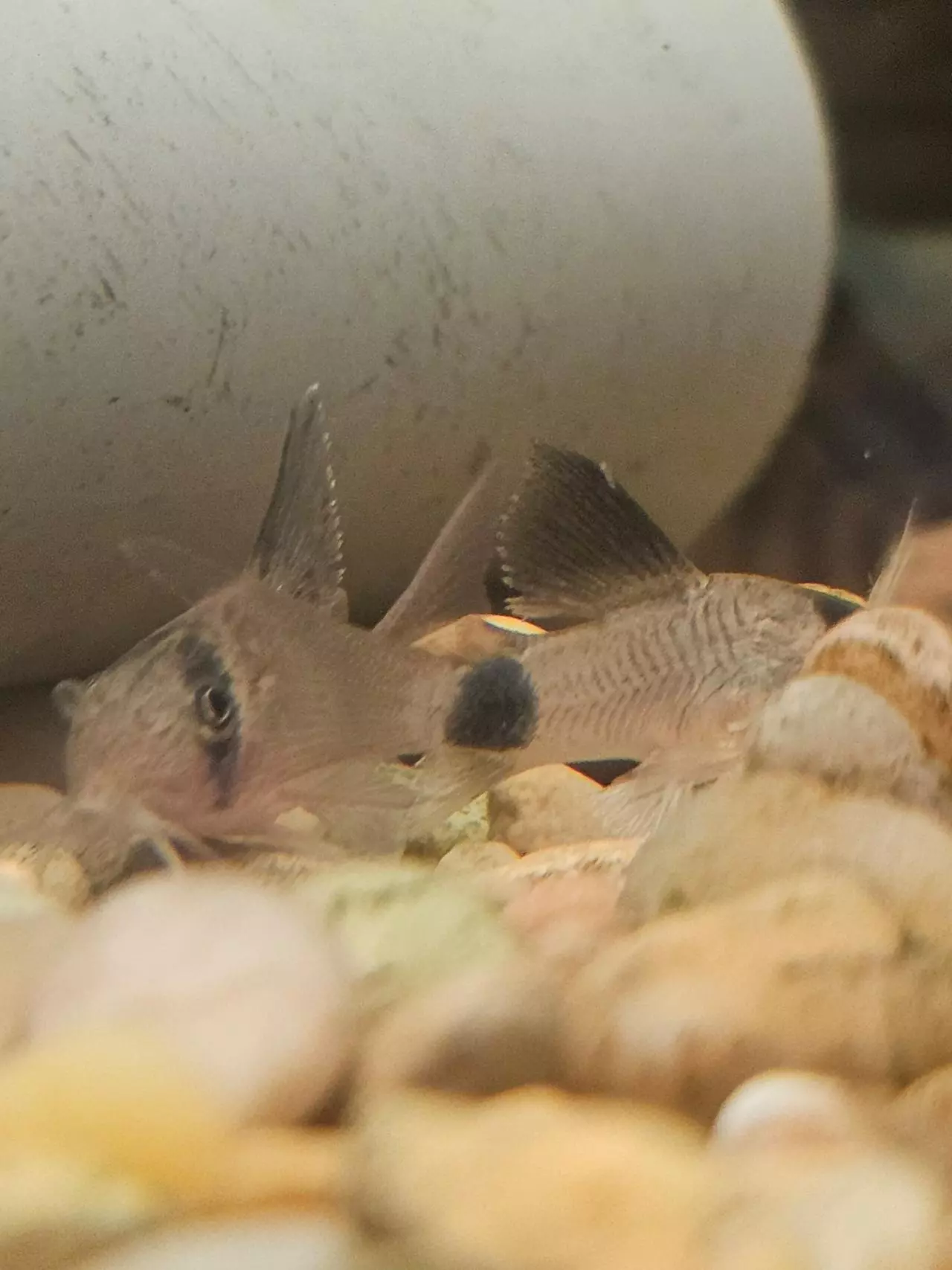 insulation/Long fin panda cory-0