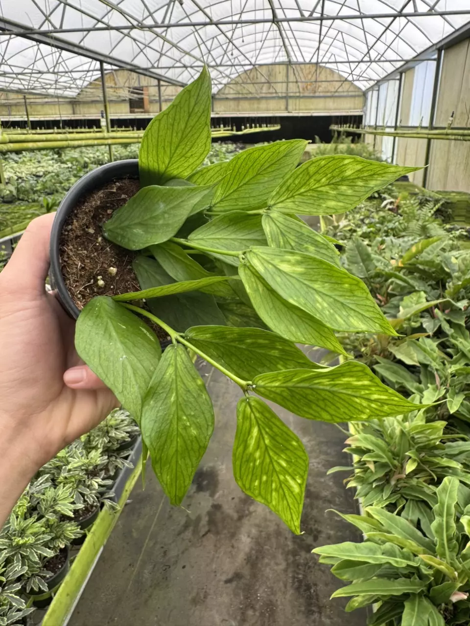 plant/Hoya polyneura 4” pot growers choice-1