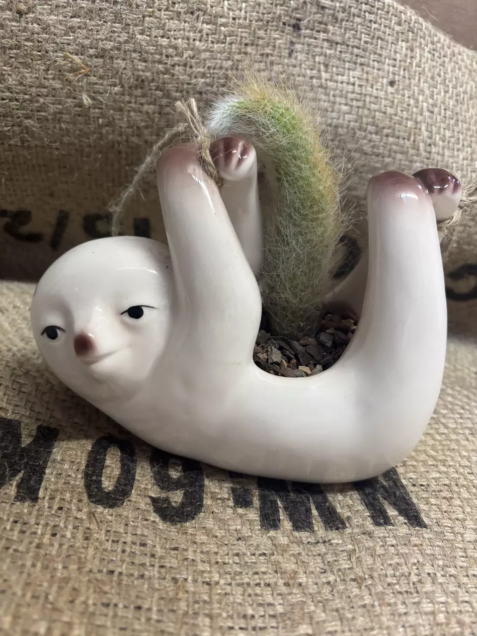 plant/Sloth Pot with Monkey Tail Cactus-2
