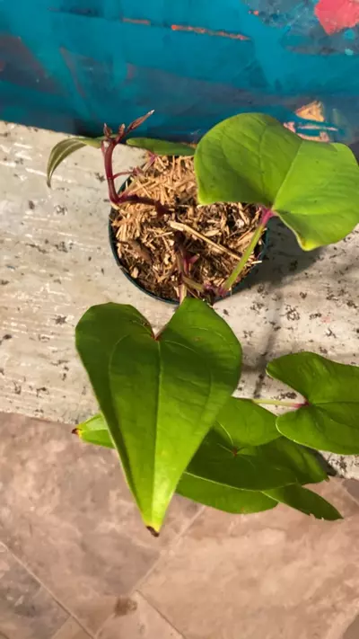 plant/Ube Plant 💜 Purple Yam-6-thumbnail