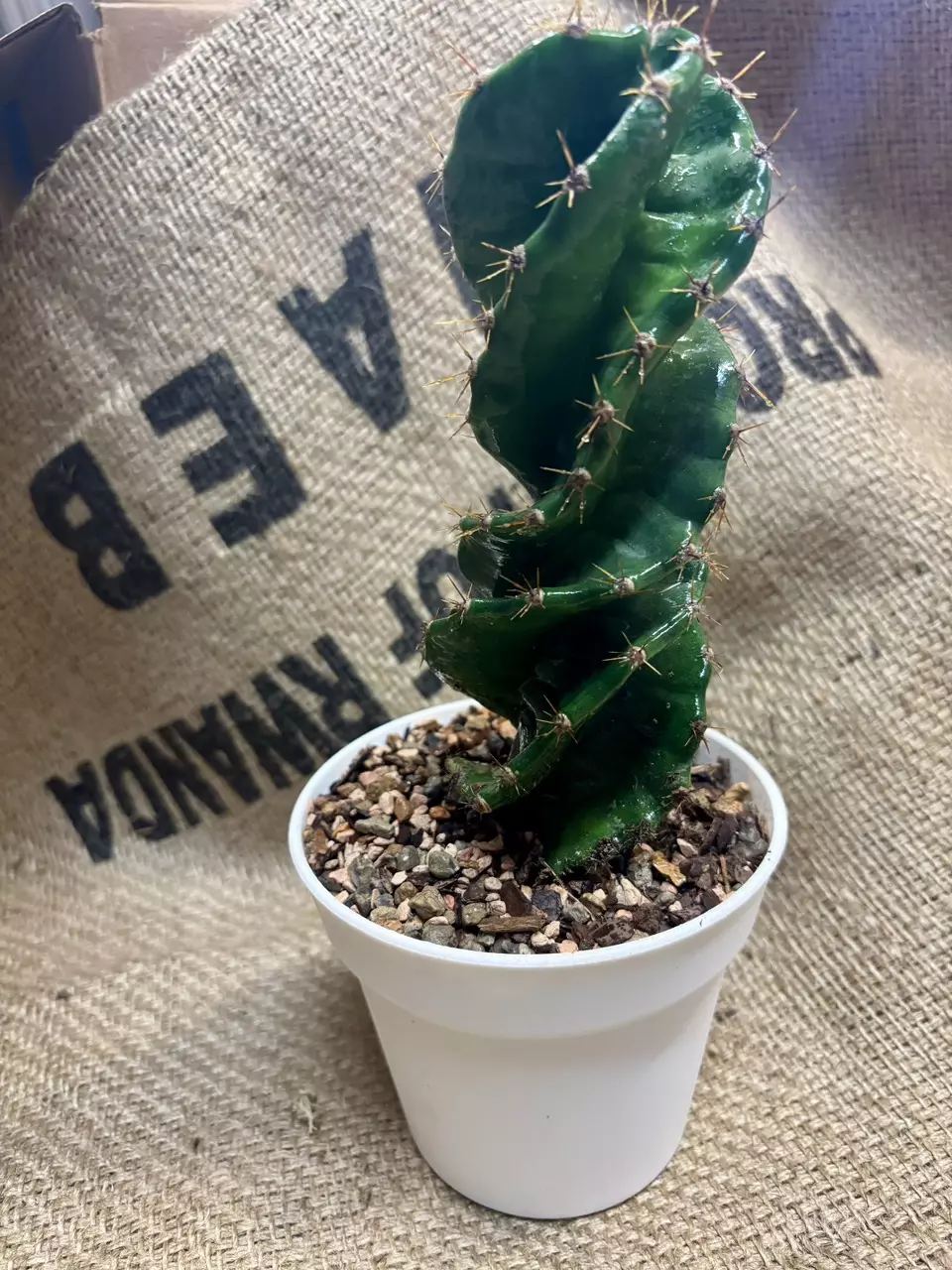 plant/Spiral Cactus, 7”-1