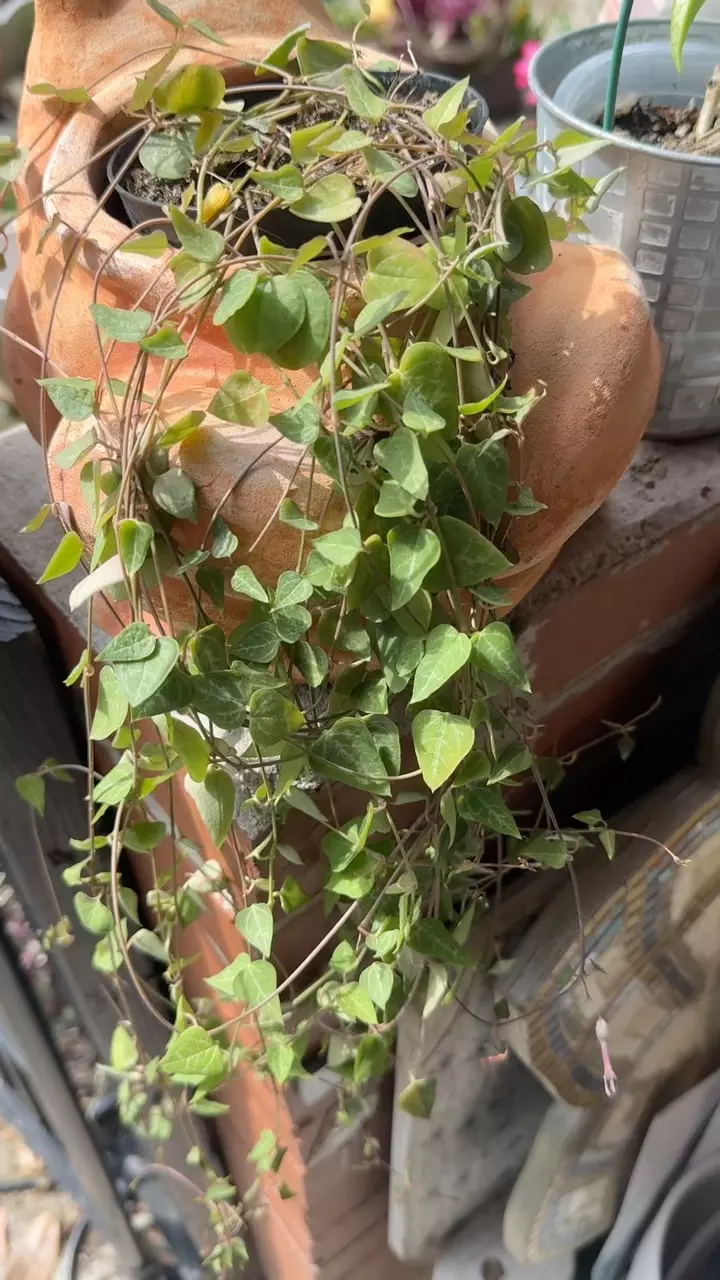 plant/String of spades FC-0