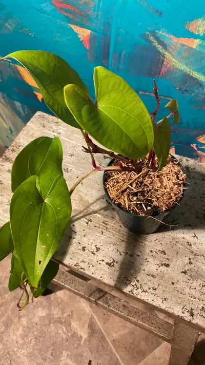 plant/Ube Plant 💜 Purple Yam-8-thumbnail