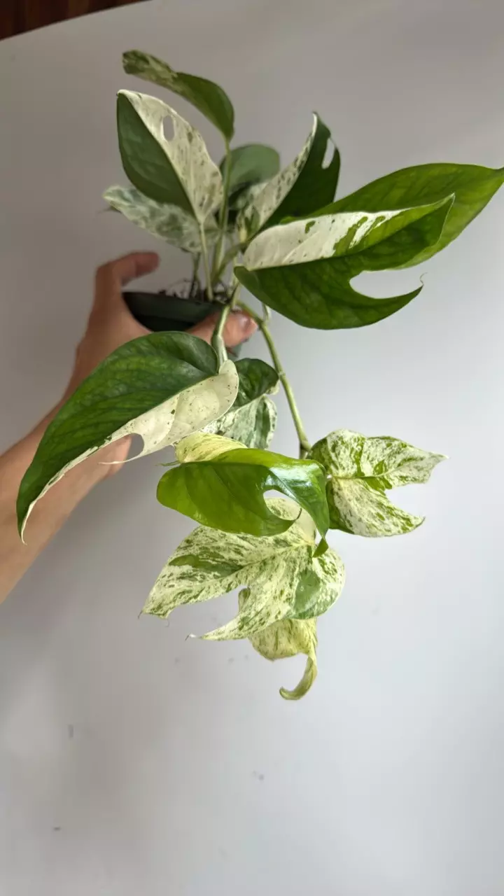 plant/Epipremnum marble flame 4" pot-0