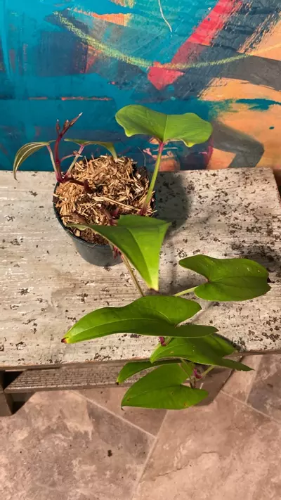 plant/Ube Plant 💜 Purple Yam-4-thumbnail