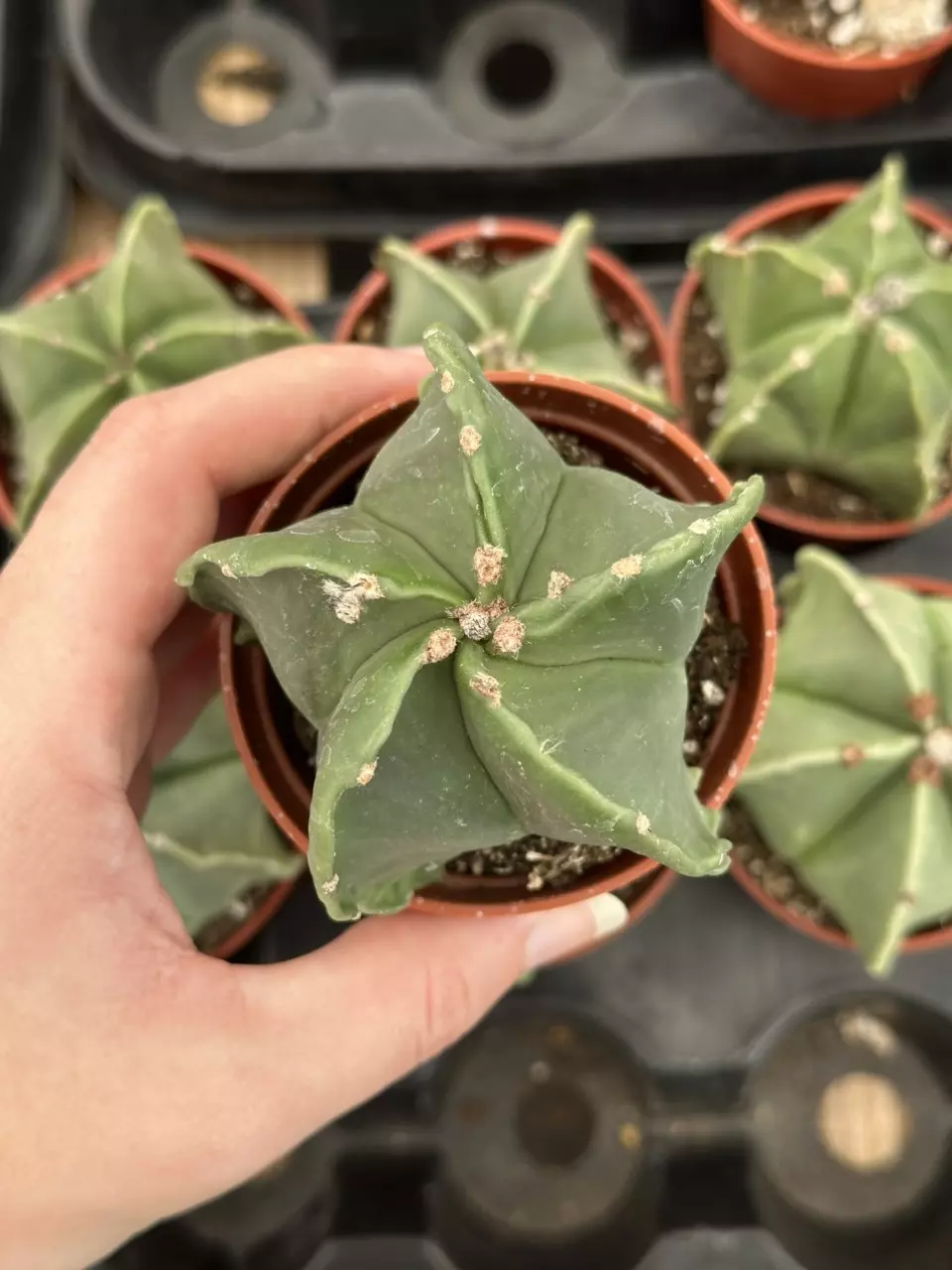 plant/Astrophytum myriostigma - nudem | 2.5” Pot-0