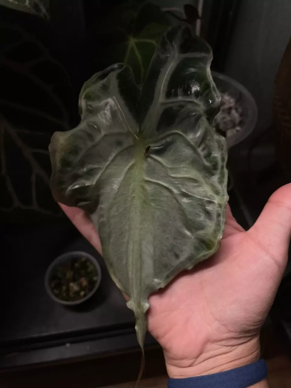 plant/Venom momma AND sprouting corm!-1