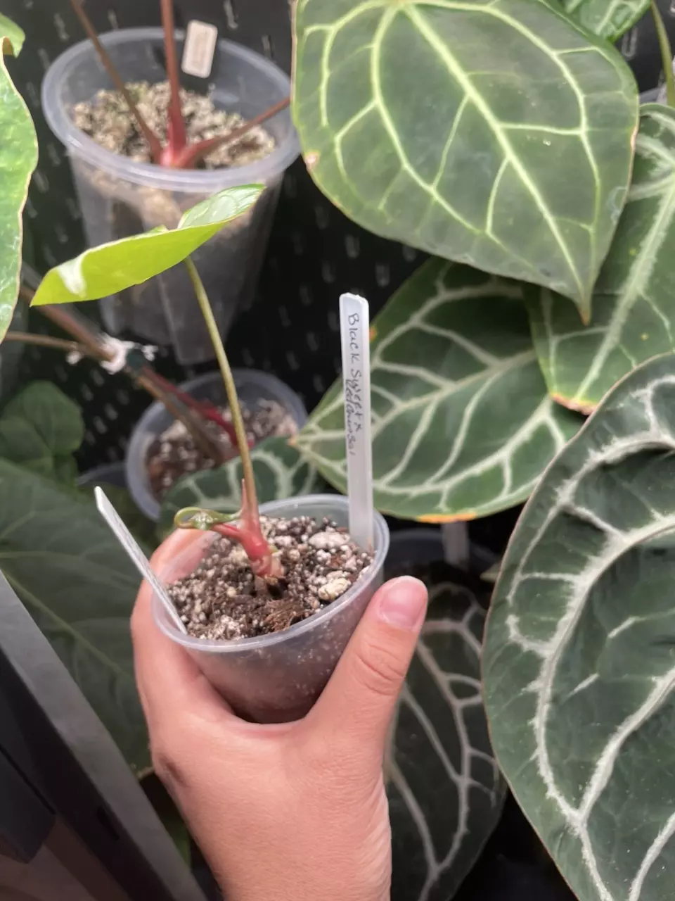plant/Black sweet x red Gunsal-0
