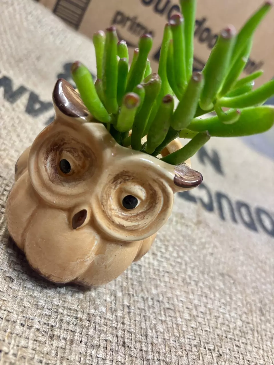 plant/Gollum Jade (Crassula Ovata) Succulent in Owl Pot-0