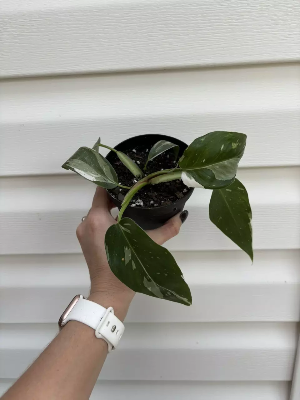 plant/Philodendron White Princess Babies-0