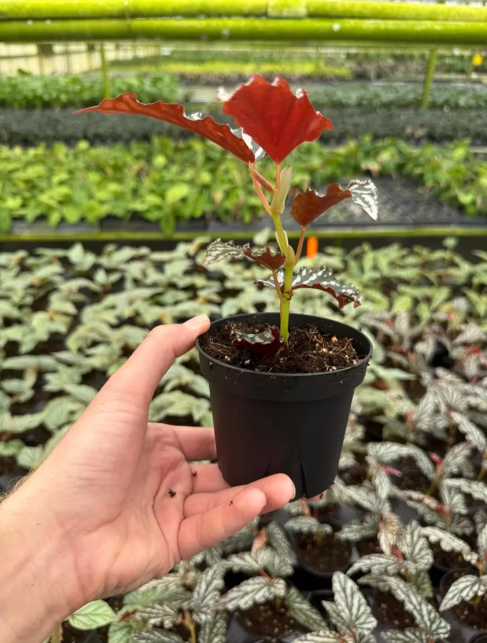 plant/Begonia maculata hybrid 4” pot growers choice-5
