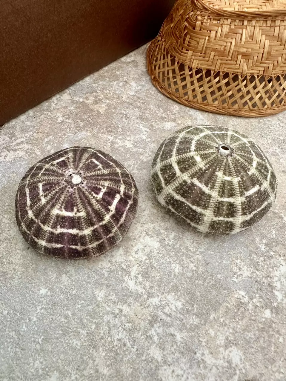 plant/2 Striped Urchins-0