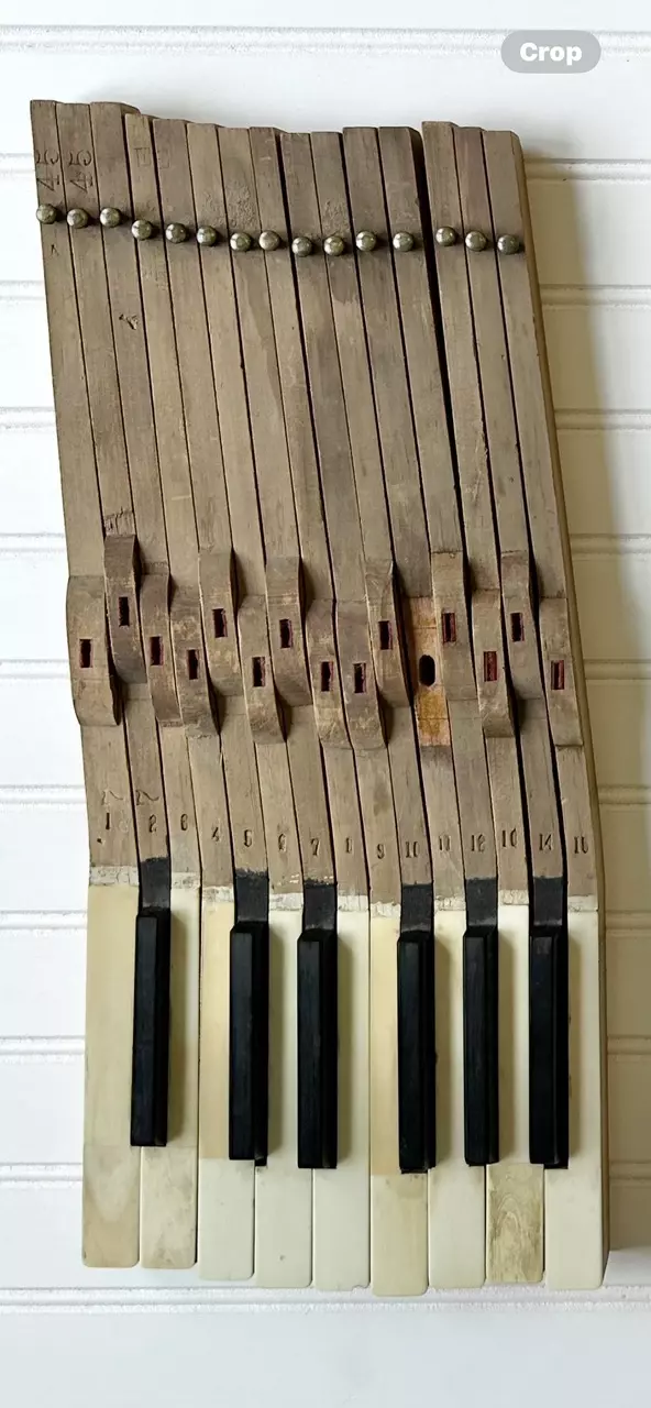 plant/Bundle of approximately 13 piano keys-3
